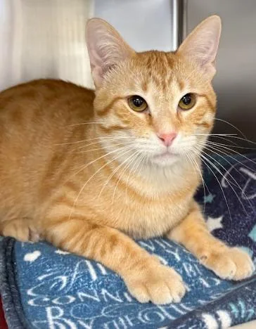 An adult medium-sized male Tabby (Orange / Red) Domestic Short Hair cat named Buster for adoption in Little Falls, MN