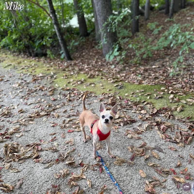 A senior small-sized male Chihuahua dog named Mike T for adoption in Hopkinton, MA