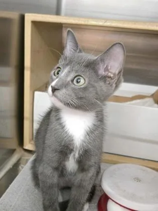 A young small-sized male Domestic Short Hair cat named Lil Relish for adoption in River Ridge, LA