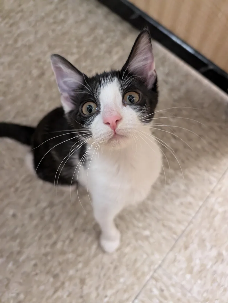 A baby small-sized female Black & White / Tuxedo Domestic Short Hair cat named Sunny for adoption in Pearland, TX