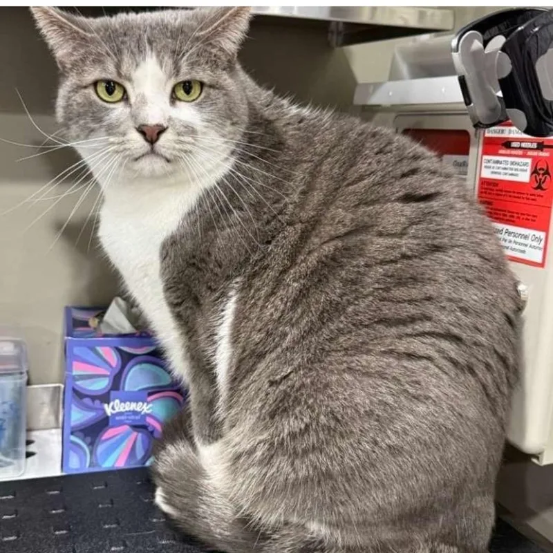 An adult large-sized female Tabby (Gray / Blue / Silver) Domestic Short Hair cat named Monica for adoption in Bridgeville, PA