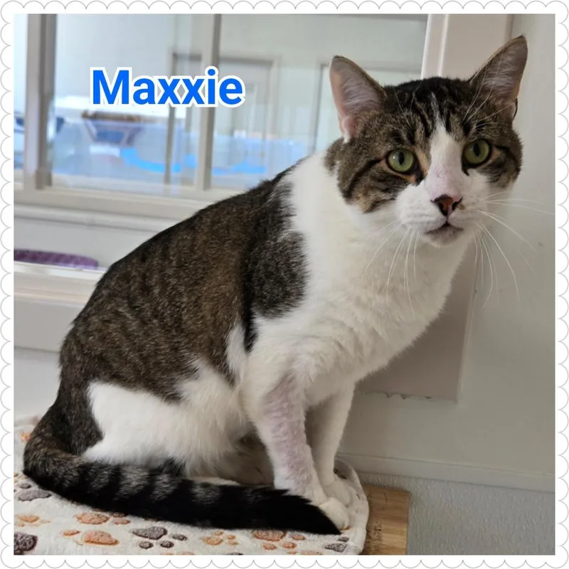 A young medium-sized male Domestic Short Hair cat named Maxxie for adoption in North Saint Paul, MN