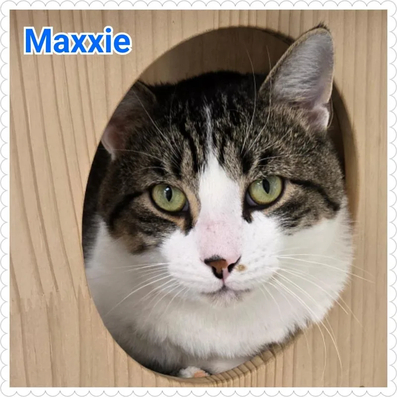 Maxxie thumbnail 2