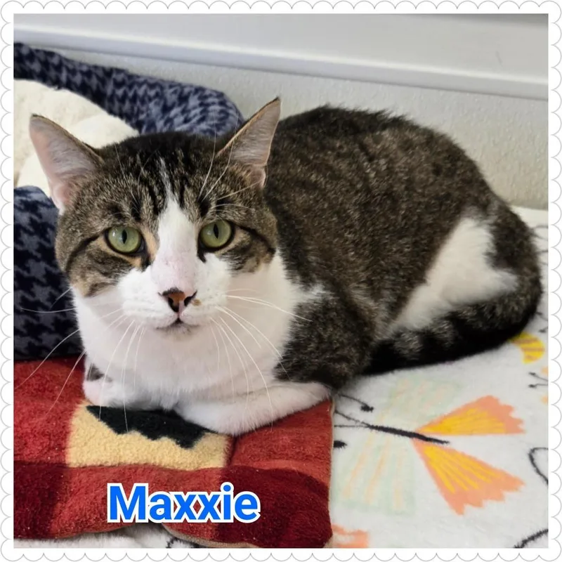Maxxie thumbnail 4