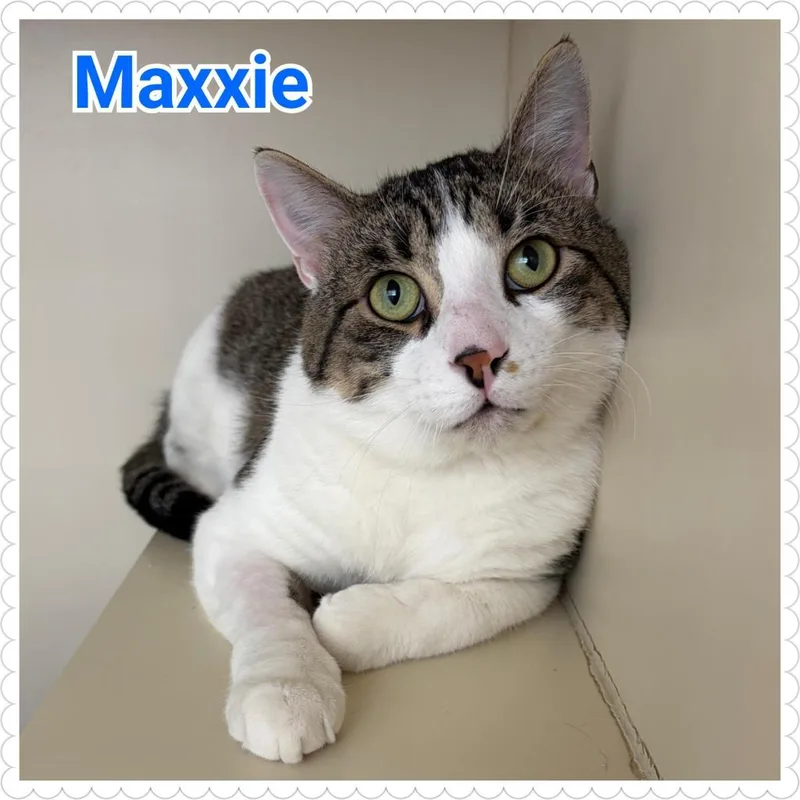 Maxxie thumbnail 5