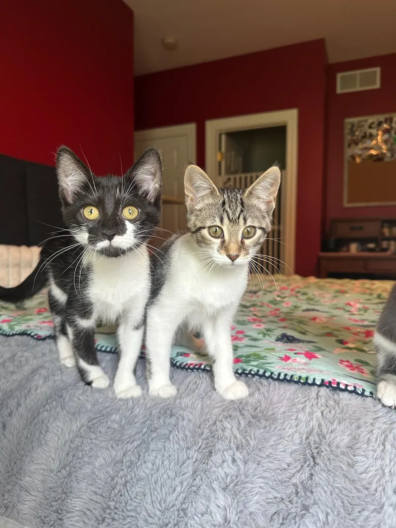 A baby medium-sized female White Domestic Short Hair cat named Rukia for adoption in Hartville, OH