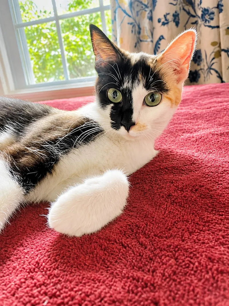 Sweet Pea