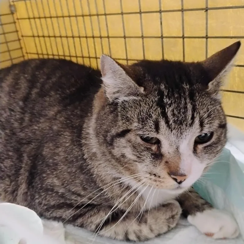 An adult small-sized male Brown / Chocolate Domestic Short Hair cat named Chevy for adoption in Allentown, PA