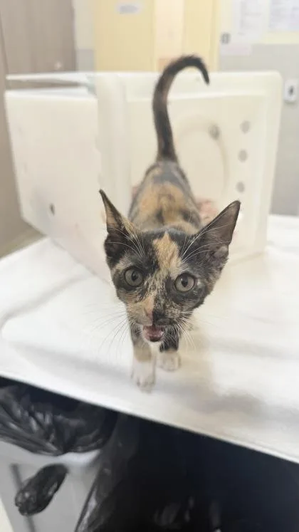 A baby small-sized female Domestic Short Hair cat named Rose for adoption in Honolulu, HI