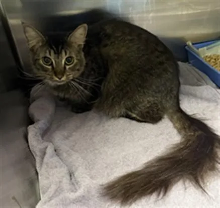 A young small-sized female Domestic Short Hair cat named Angel for adoption in Los Angeles, CA