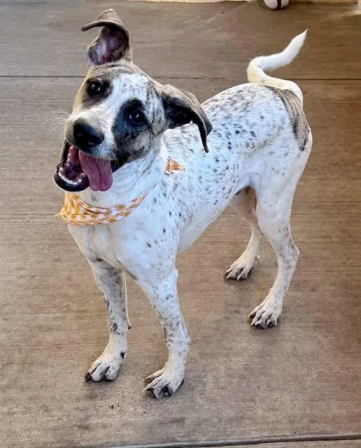 A baby medium-sized male Hound dog named White Out for adoption in McKinney, TX