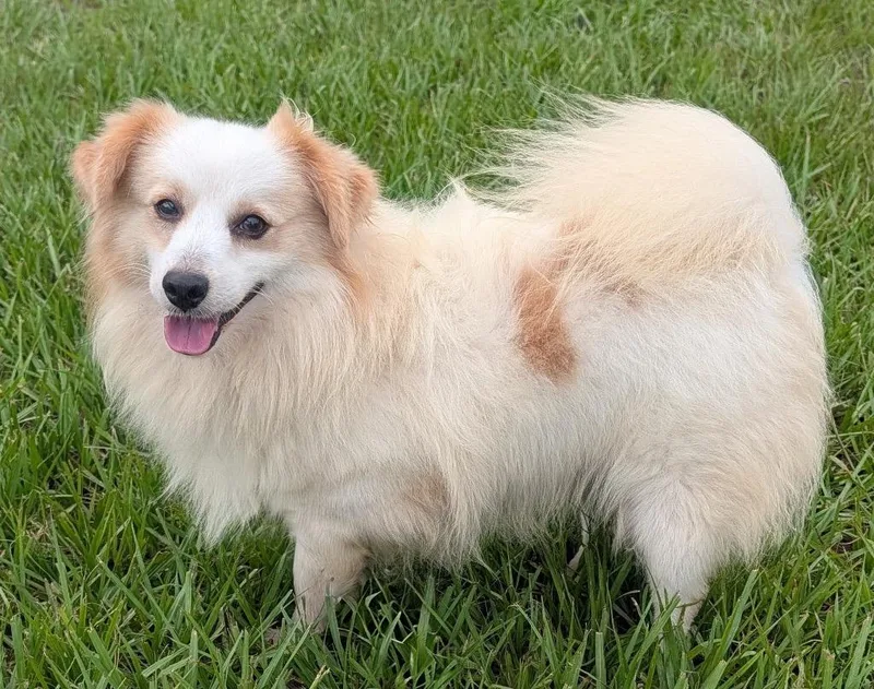 A young small-sized male Chihuahua dog named Snowylb Cutie! for adoption in Fort Myers, FL