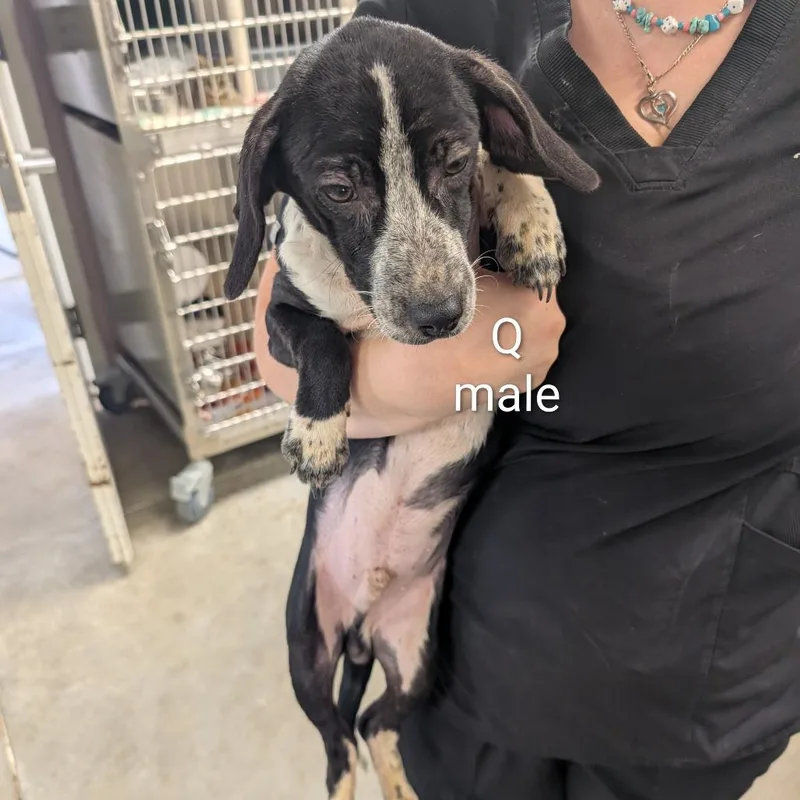 A young small-sized male Black Mixed Breed dog named Quinton for adoption in Emporia, KS