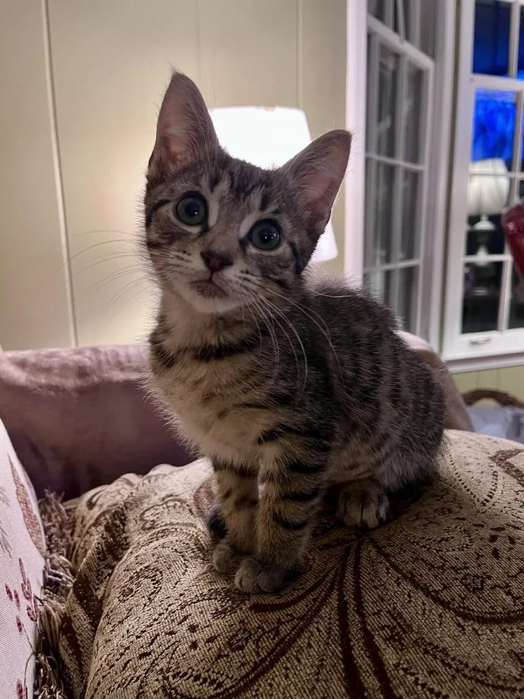 Lollipop thumbnail 2