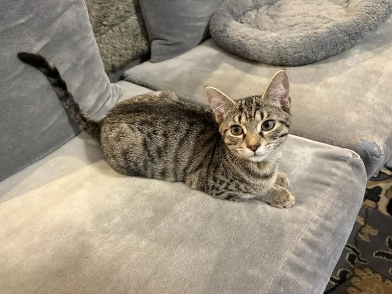 Lollipop thumbnail 3