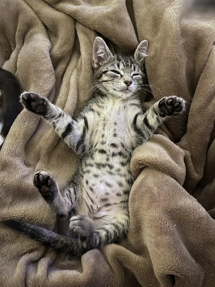 Lollipop thumbnail 4