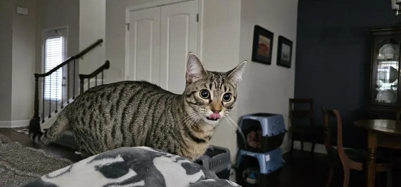 Lollipop thumbnail 5