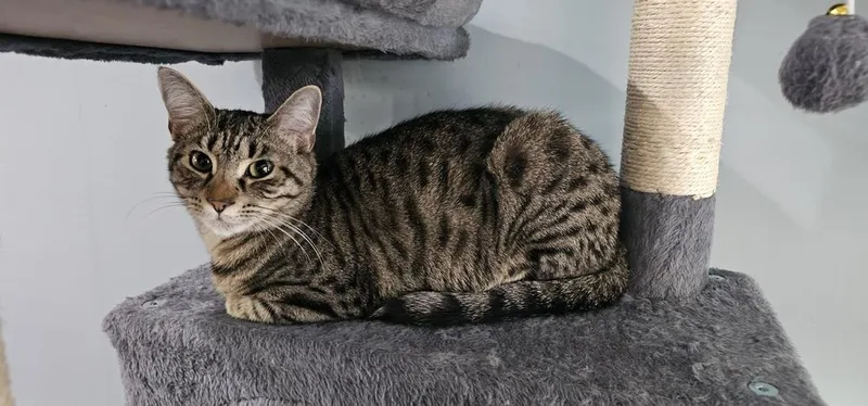 Lollipop thumbnail 6