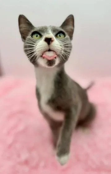 A young medium-sized female Gray / Blue / Silver Russian Blue cat named Bluebell for adoption in Covington, LA