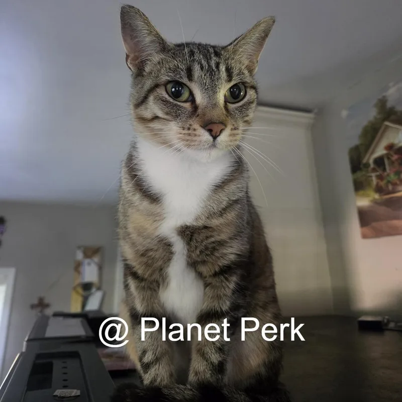 An adult medium-sized female Brown / Chocolate Domestic Short Hair cat named Rynn for adoption in Oshkosh, WI