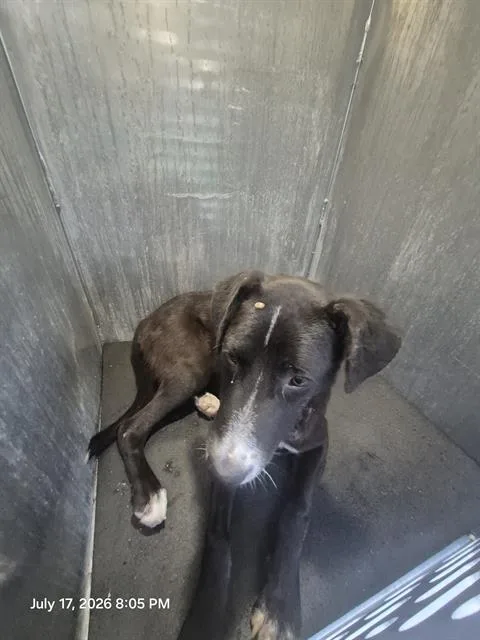 A young medium-sized female Labrador Retriever dog named Ramona for adoption in San Antonio, TX