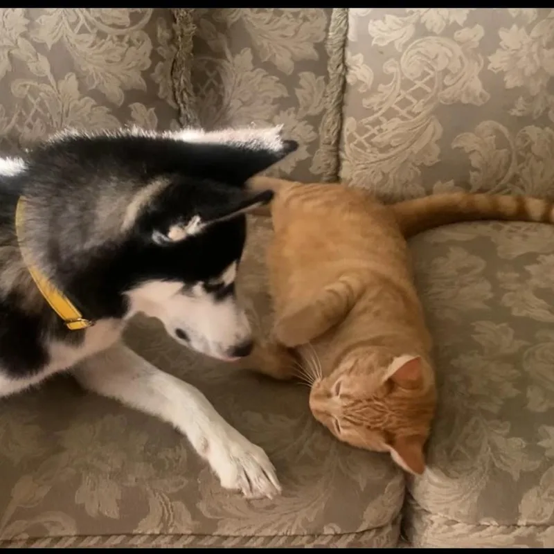 Hercules thumbnail 3