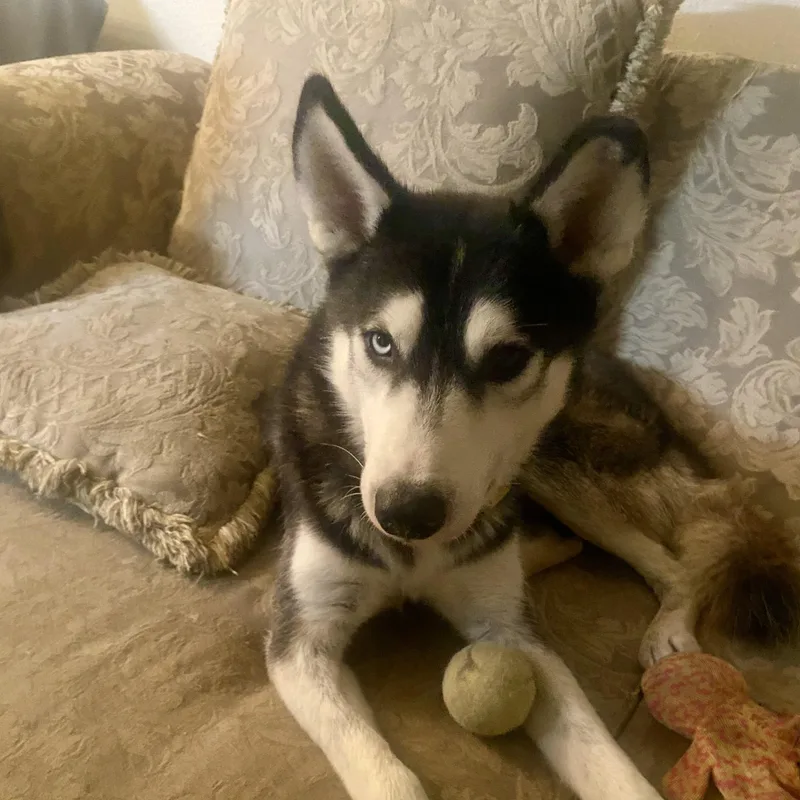 Hercules thumbnail 5