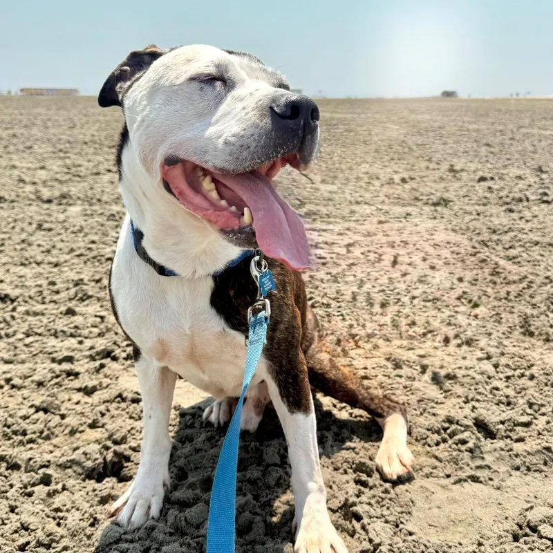 A senior large-sized male Brindle Terrier dog named Gerald for adoption in Silver Spring, MD