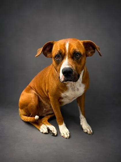 An adult large-sized female Boxer dog named Amari for adoption in Bowling Green, KY