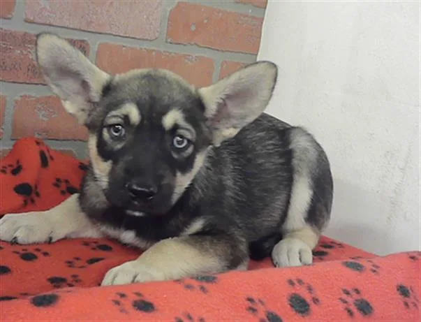 A baby small-sized female German Shepherd Dog dog named Tuna for adoption in Houston, TX