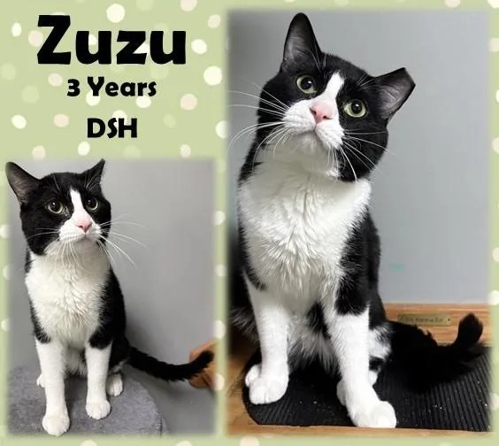 An adult medium-sized male Black & White / Tuxedo Domestic Short Hair cat named Zuzu for adoption in Franklin, IN