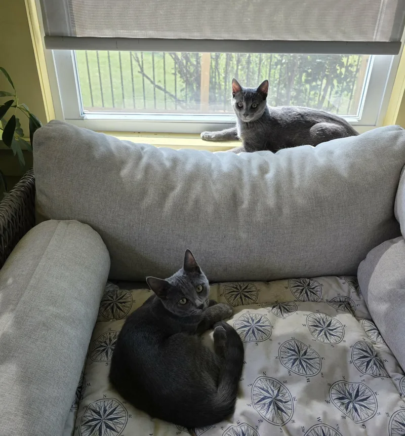 Abby & Lily thumbnail 5