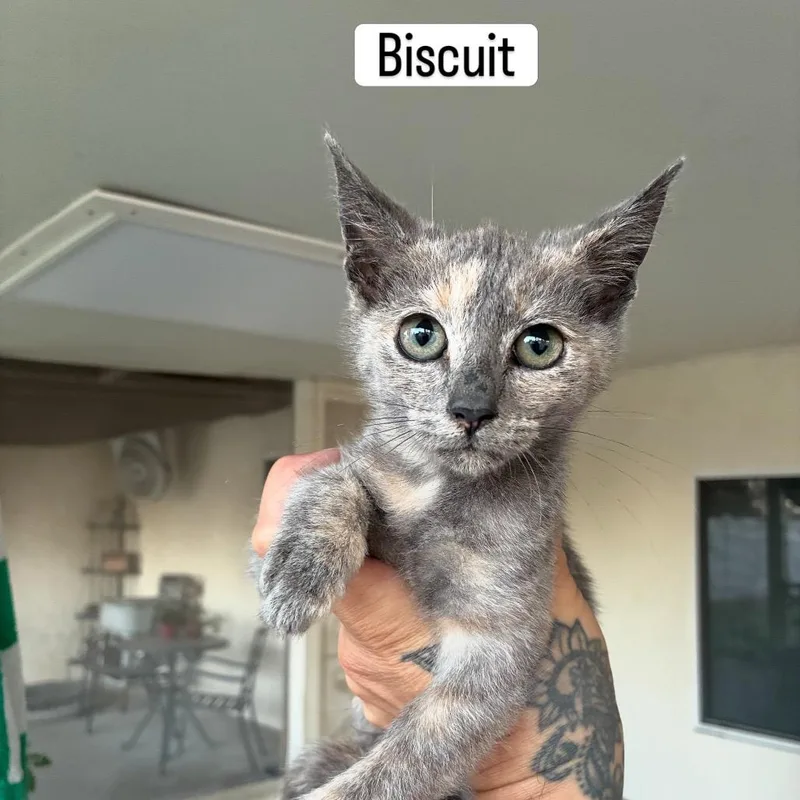 A baby small-sized female Calico Domestic Short Hair cat named Biscuit for adoption in Calimesa, CA