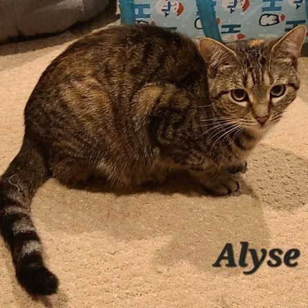 An adult small-sized female Tabby (Brown / Chocolate) Torbie cat named Alyse for adoption in Bethlehem, PA