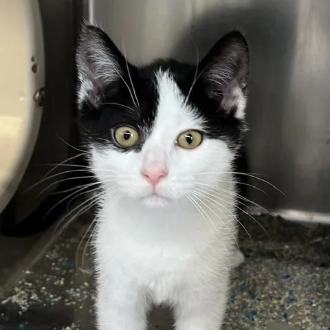 A baby small-sized female Black Domestic Short Hair cat named Versace for adoption in Baltimore, MD