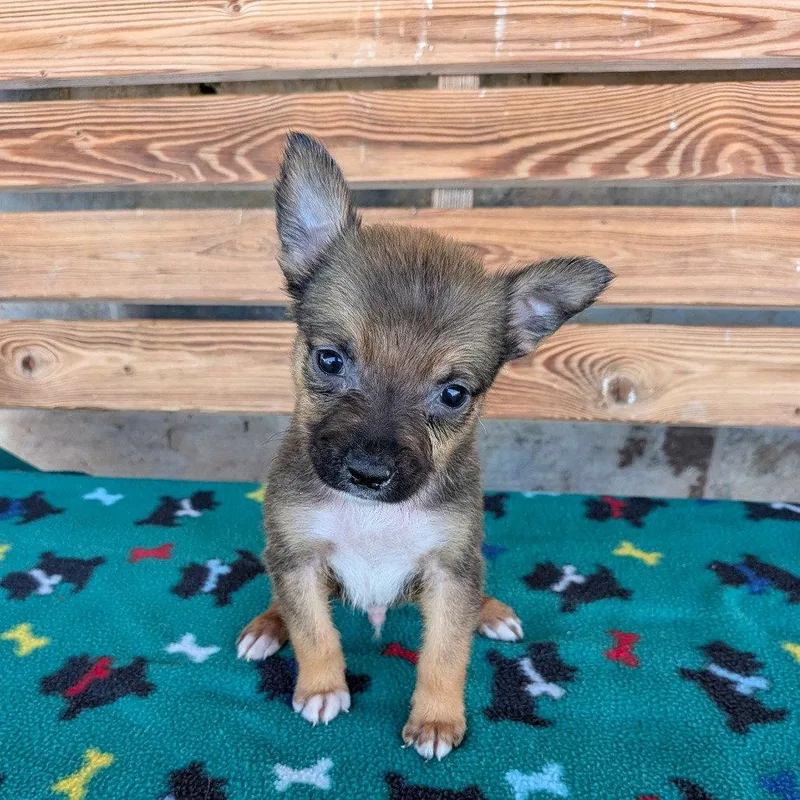 A baby small-sized male Chihuahua dog named Kentucky for adoption in Chico, CA