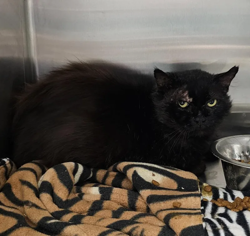 A young medium-sized male Domestic Short Hair cat named Peeko for adoption in Athens, TN