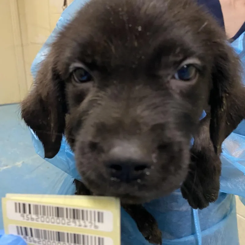 A baby small-sized female Black Mixed Breed dog named Snap Out Of It for adoption in Charleston, WV