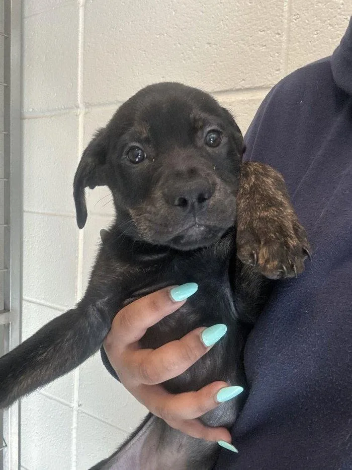 A young medium-sized male Mixed Breed dog named Clemmons for adoption in Hilton Head Island, SC