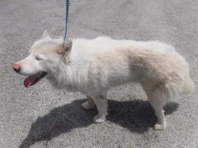 An adult medium-sized male Siberian Husky dog named Ian for adoption in Miami, FL