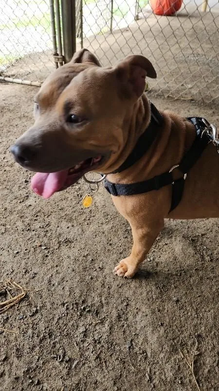 A young large-sized male Pit Bull Terrier dog named Tank for adoption in Cortland, NY