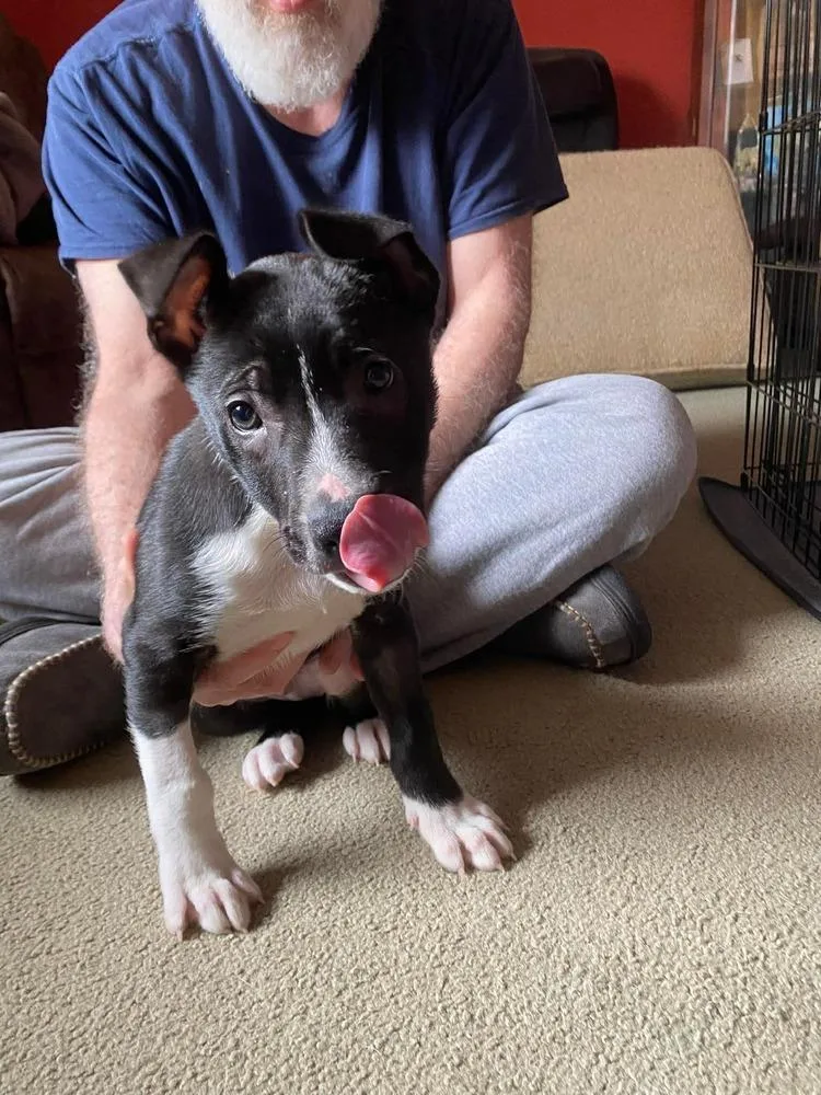 A baby medium-sized male Tricolor (Brown, Black, & White) Terrier dog named Brady for adoption in Saugus, MA