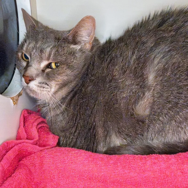A senior medium-sized female Gray / Blue / Silver Domestic Short Hair cat named Trixie for adoption in South Elgin, IL