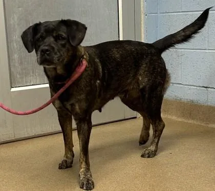 An adult large-sized female Mixed Breed dog named Celestia for adoption in Chamblee, GA