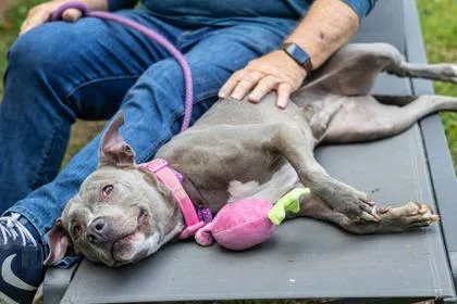 An adult medium-sized female Mixed Breed dog named Buttercup for adoption in Chamblee, GA