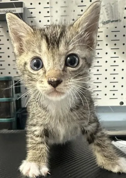A baby small-sized male Domestic Short Hair cat named Francis for adoption in Chamblee, GA