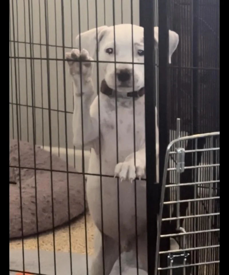 A young medium-sized male Mixed Breed dog named Perry for adoption in Orlando, FL