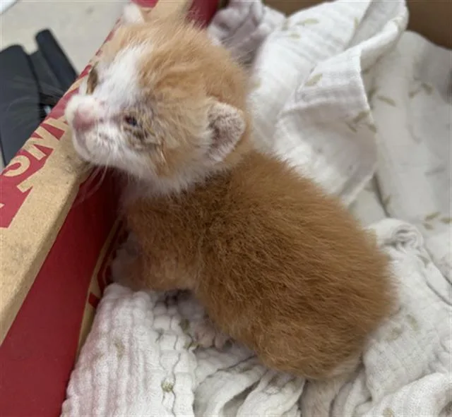 A baby medium-sized male Domestic Short Hair cat named Pumpkin for adoption in Dallas, TX