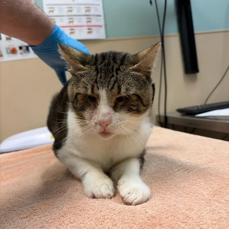 An adult large-sized male Domestic Short Hair cat named Tommy for adoption in Tacoma, WA