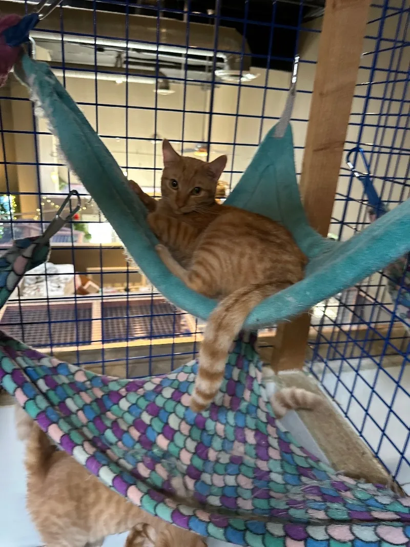 Orange Medley thumbnail 2